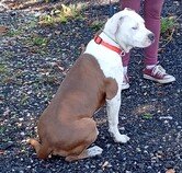 Americký stafordšírský teriér isabell št.s PP